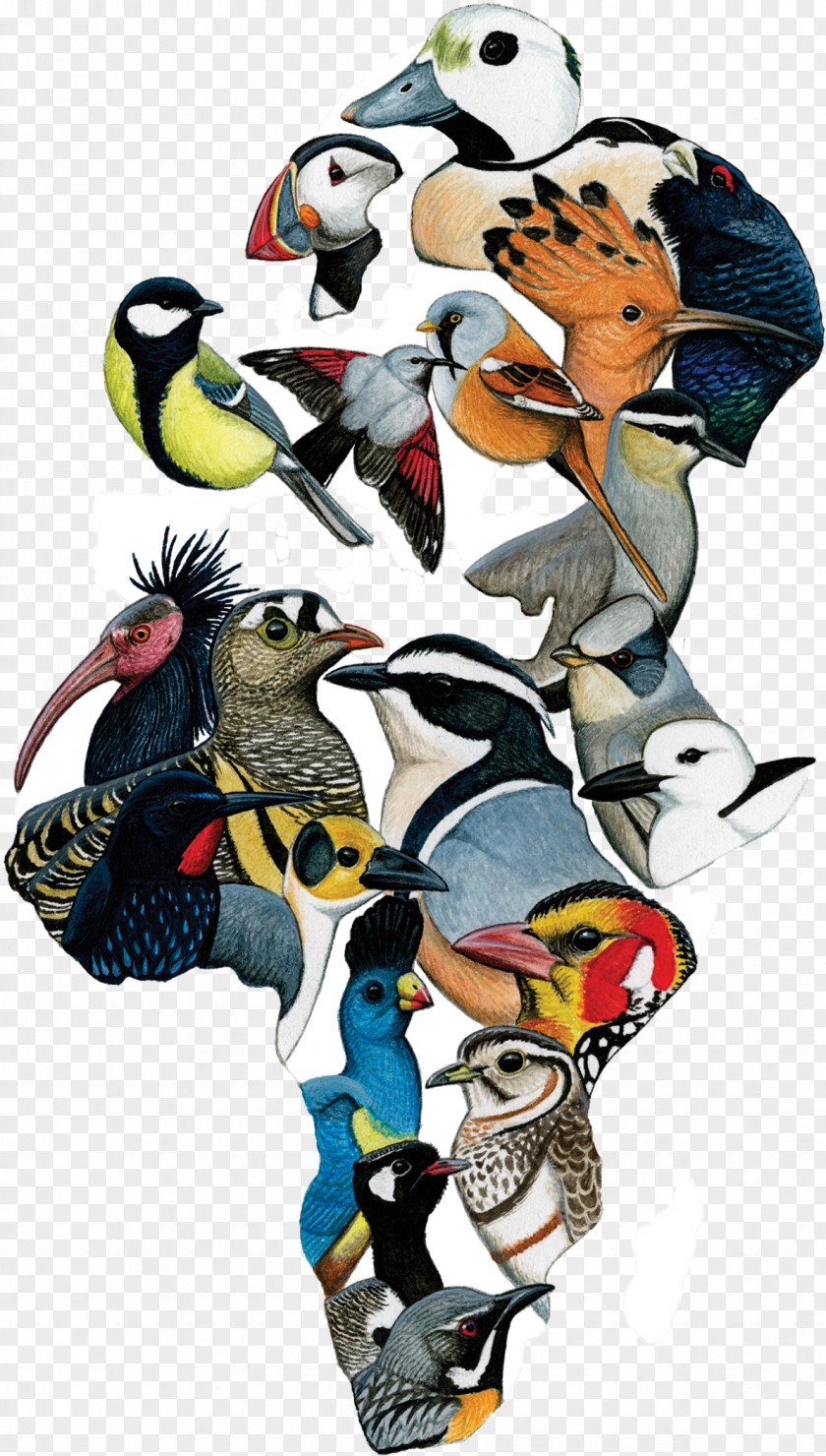 Animal Figure Phainopepla Bird Cartoon PNG