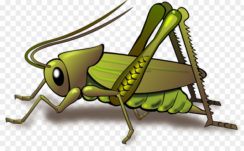 Green Cricket Grasshopper Insect Clip Art PNG