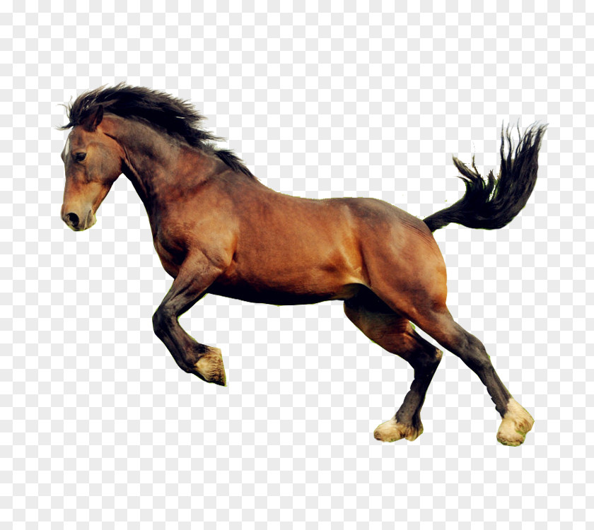 Horse Image Download Mare & Colt PNG