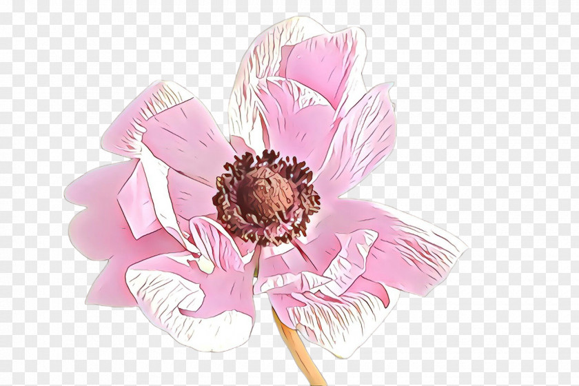Pink Flower Petal Plant Cut Flowers PNG