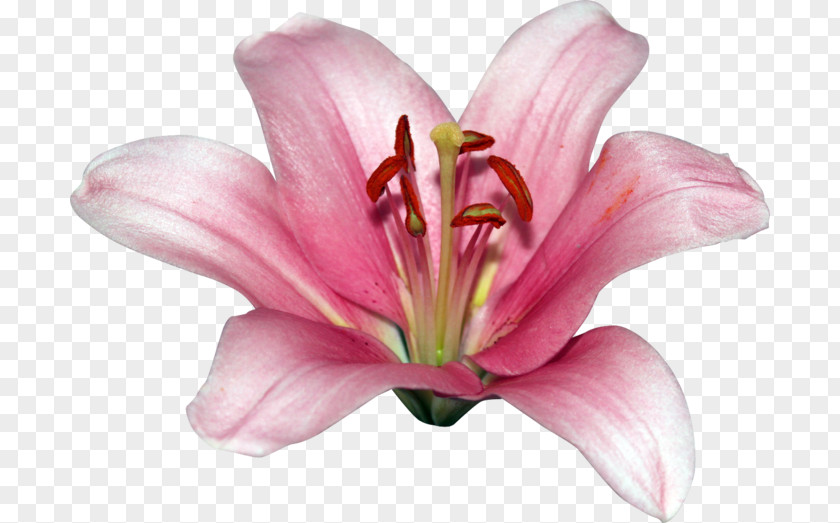 Pink M Cut Flowers Petal Daylily RTV PNG