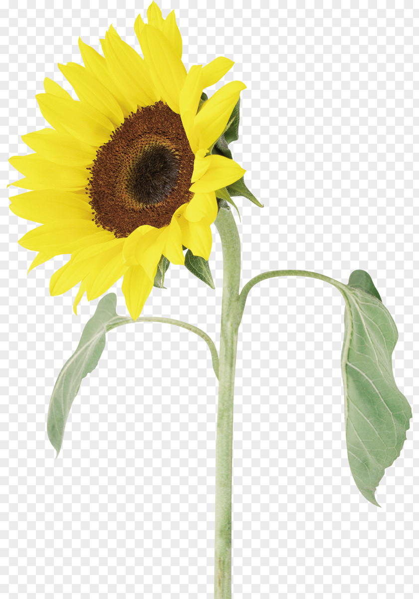 Sunflower Seeds Common Photography Seed PNG