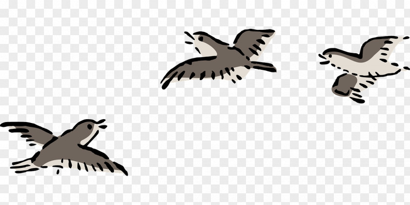 Bird Clip Art Flight Openclipart Drawing PNG