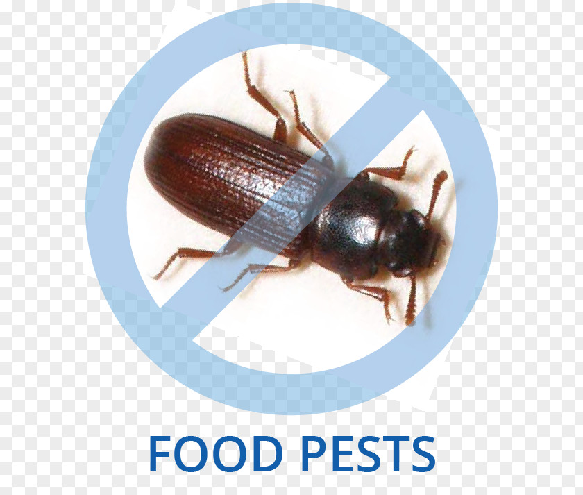 Cockroach Tricity Pest Control Beetle PNG