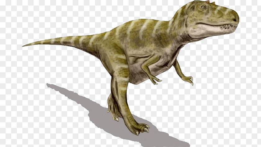 Dinosaur Gorgosaurus Albertosaurus Tyrannosaurus Agujaceratops PNG