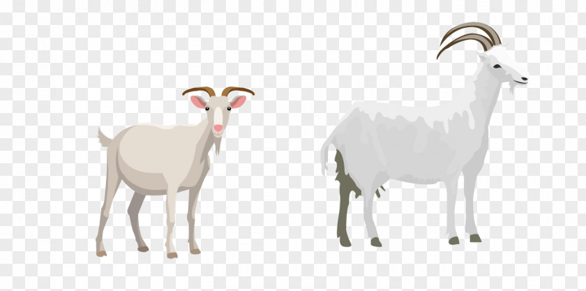 Goat Sheep Cattle Illustration PNG