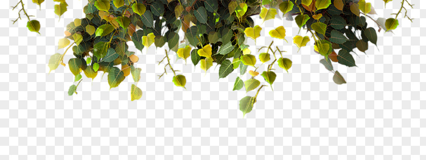 Leaf PNG