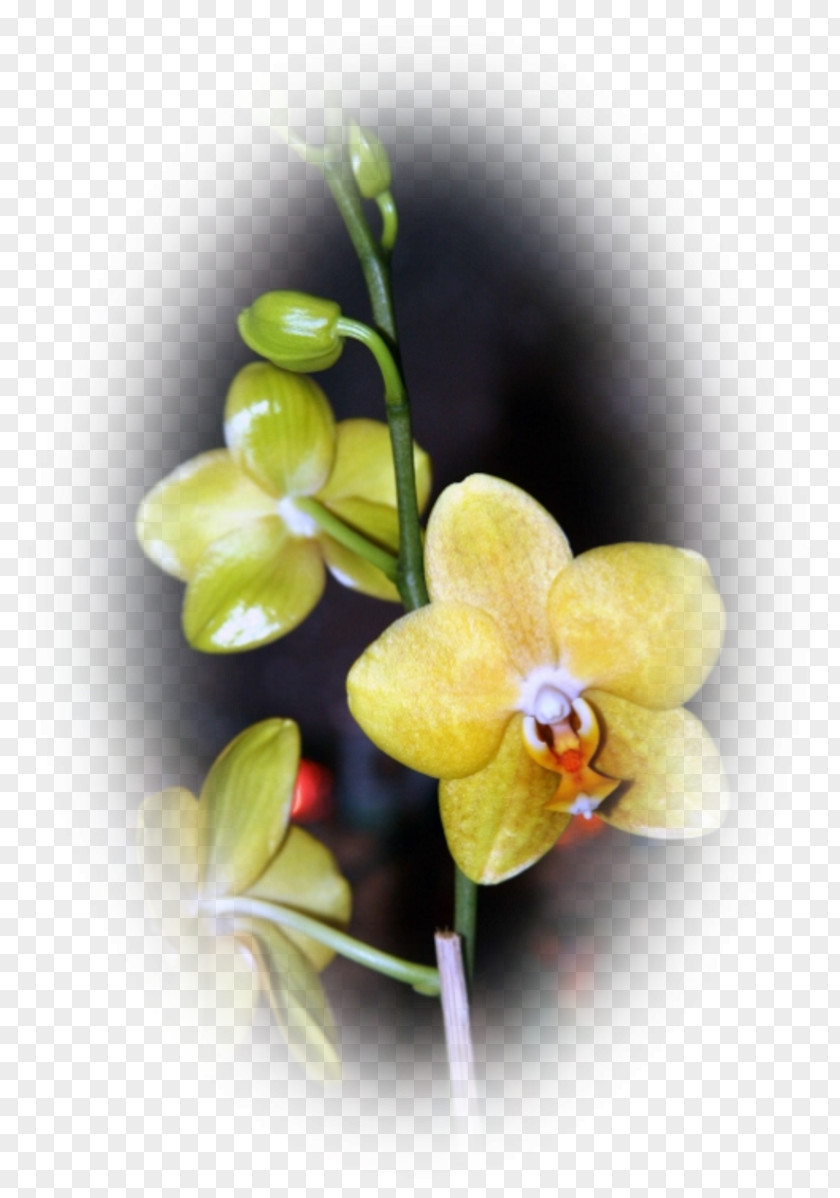 Orchidee Moth Orchids Dendrobium Plant Stem PNG