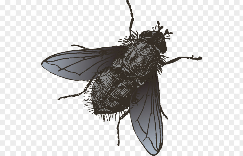 Vector Black Insect Cicada Fly Illustration PNG