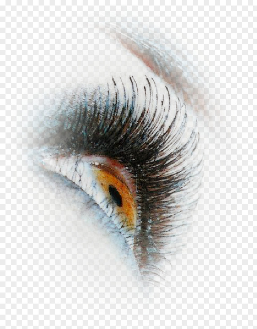 Yeux Eyelash Extensions Close-up Artificial Hair Integrations PNG