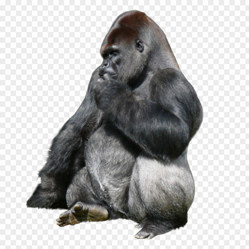 Animal Wild Animals Gorillaz Murdoc Niccals 2-D King Kong PNG