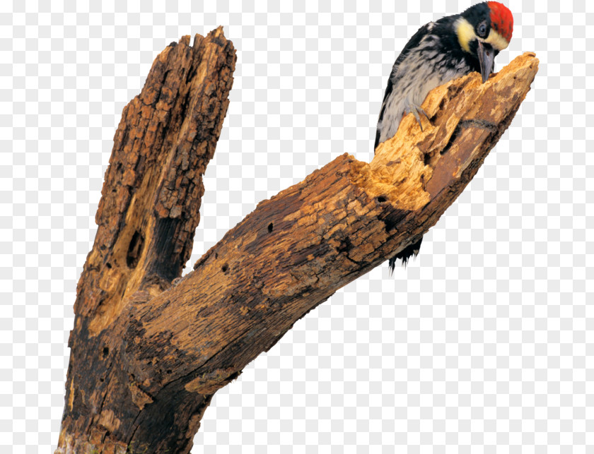 Bird Woodpecker Dendrocopos Flight Photography PNG