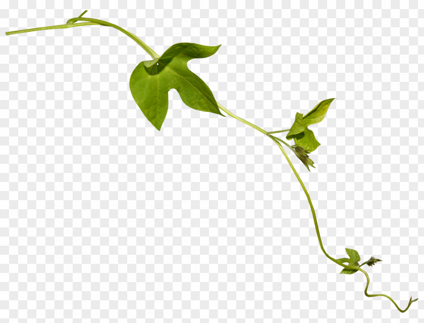 Falling Leaf Plant Stem Flower PNG