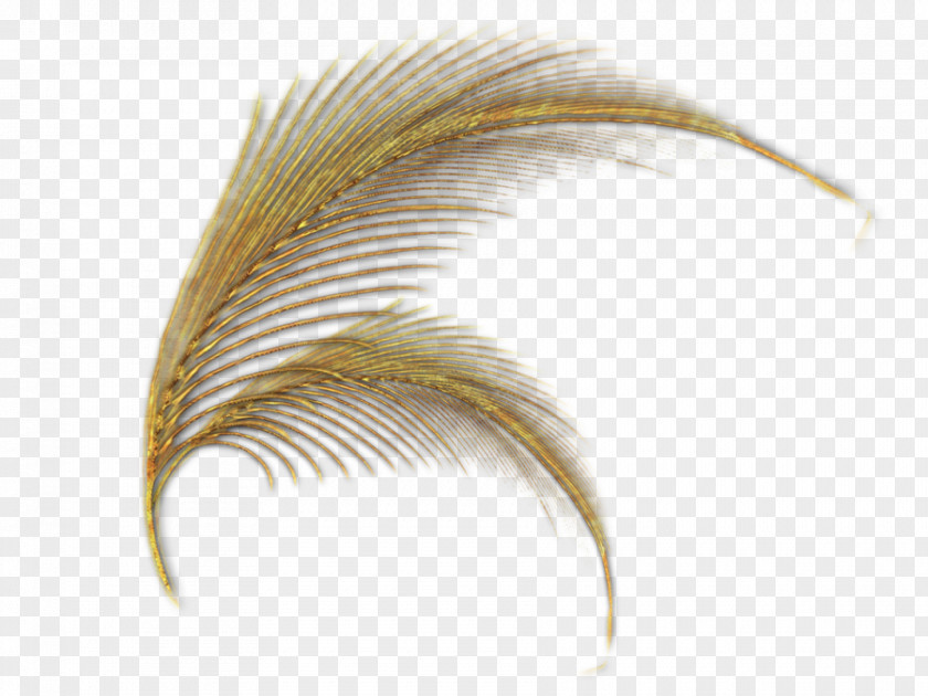 Feather White Drawing Color PNG