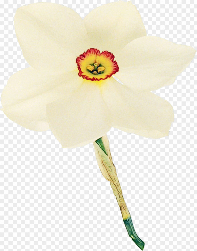 Amaryllis Family Pedicel Flowering Plant Flower White Petal Yellow PNG