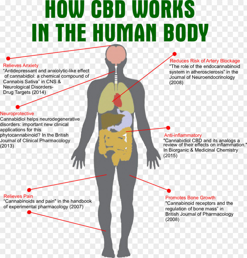 Cannabis Cannabidiol Human Body Cannabinoid Receptor Endocannabinoid System PNG