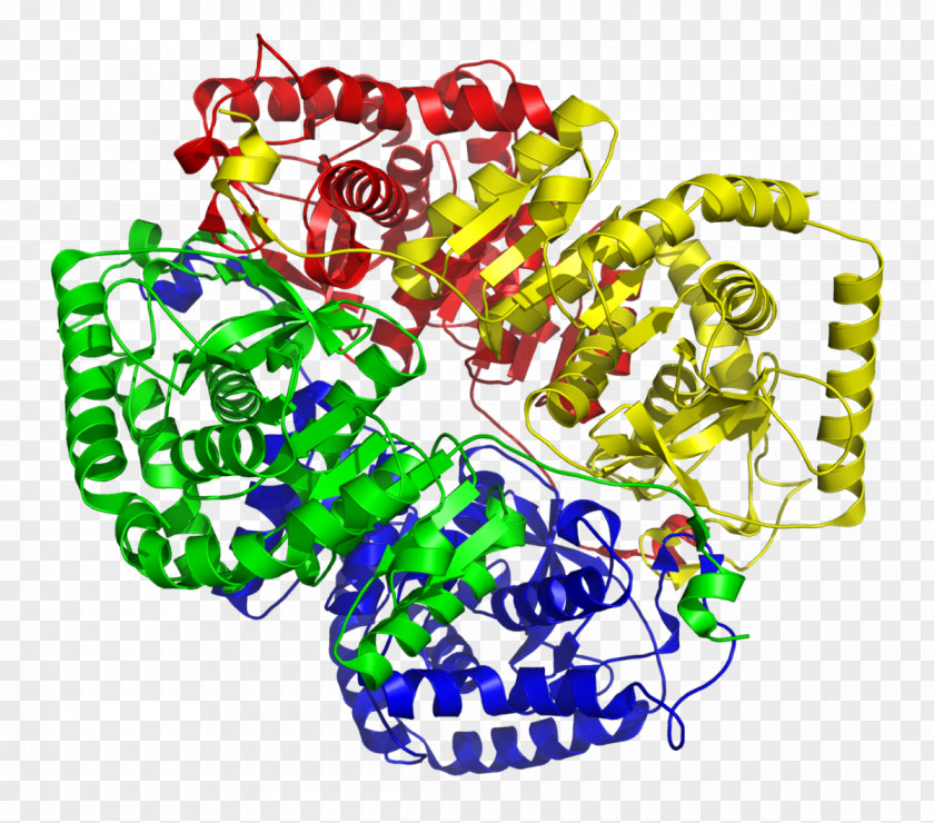 Chromosome Lactate Dehydrogenase Nicotinamide Adenine Dinucleotide Lactic Acid Isozyme PNG