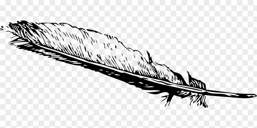 Ostrich Feather Clip Art PNG