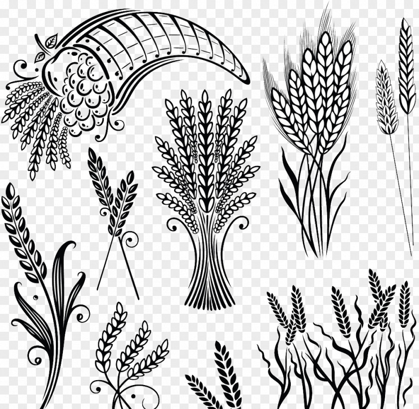 Hand Painted Wheat Cereal Grain Illustration PNG