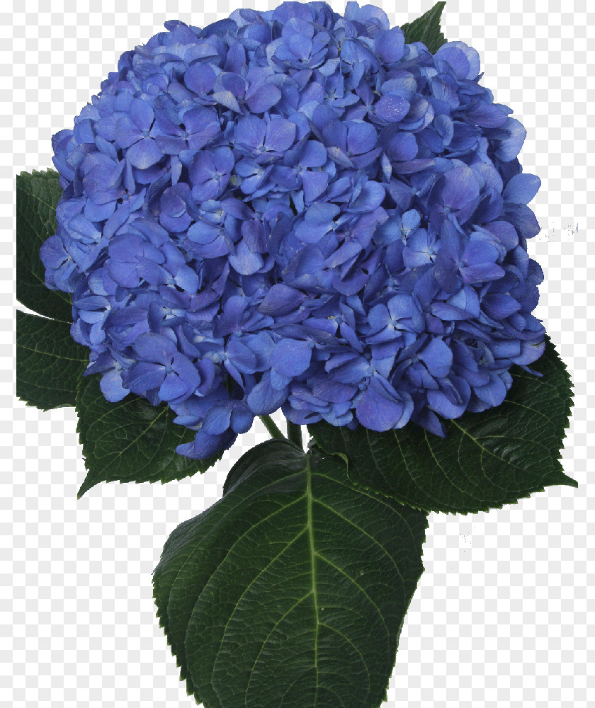 Hydrangea Panicled Blue Cut Flowers Violet PNG