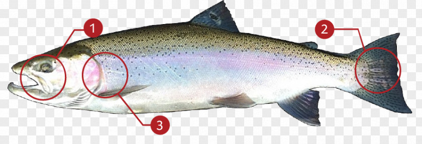 Steelhead Flies Coho Salmon Sardine Rainbow Trout Cutthroat PNG