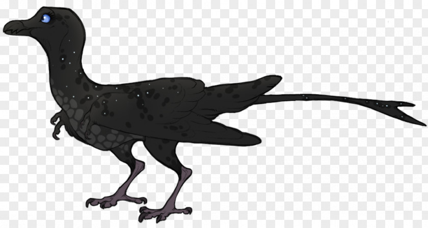 Bird Galliformes Velociraptor Fauna Beak PNG