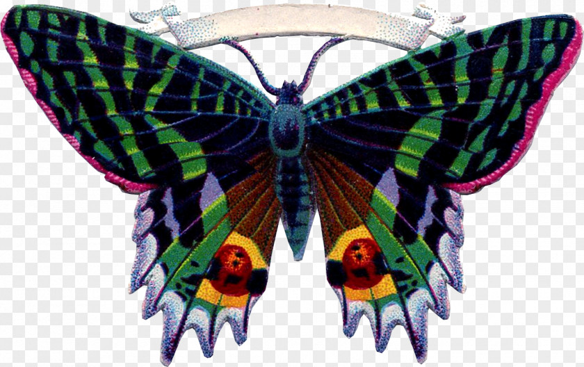 Butterfly Monarch Moth PNG