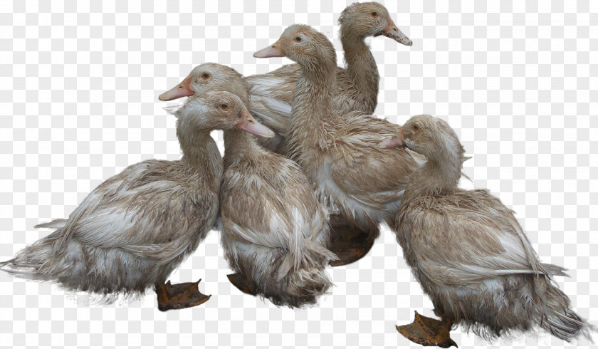Ducks Image Duck Goose PNG