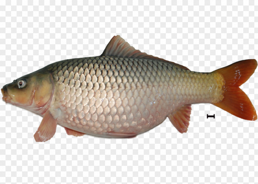 Fish Tilapia Carp Koi Vertebrate Rudd PNG