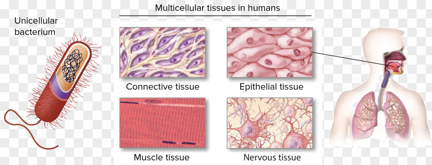 Introduction Connective Tissue Epithelium Human Body Nervous PNG