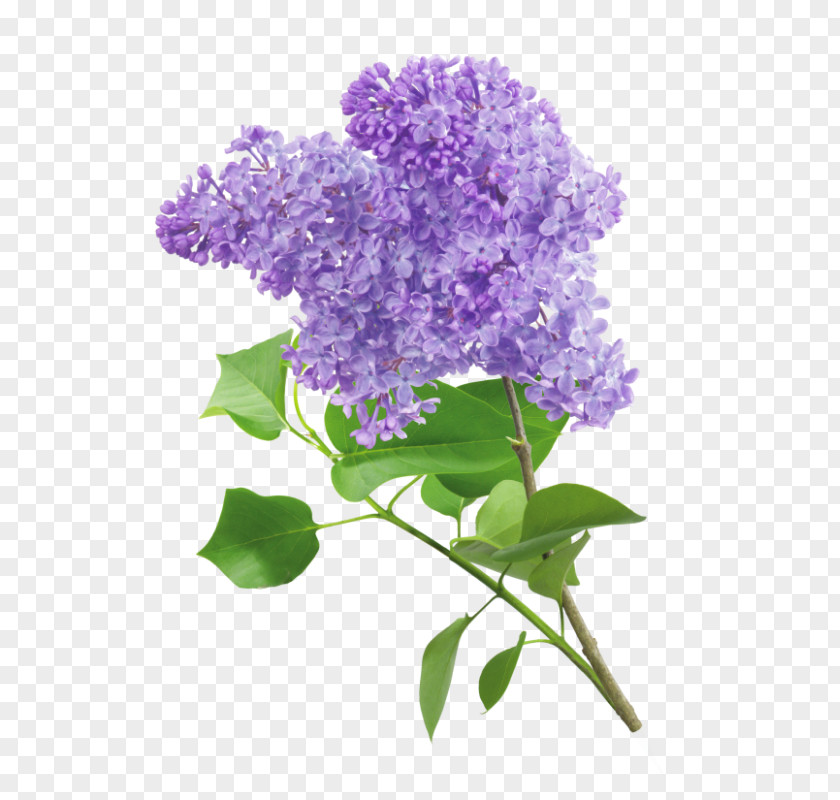 Statice Flower Clip Art Lilac Violet Transparency PNG