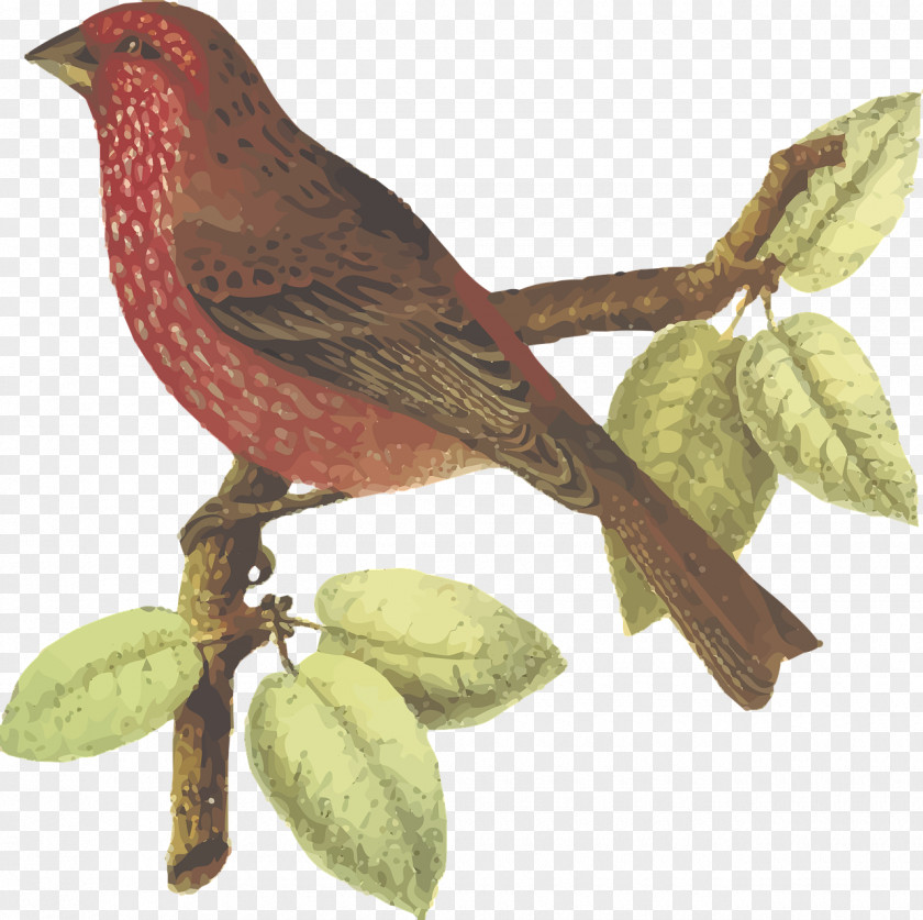 Wine Red Bird Streaked Rosefinch Common Red-fronted PNG