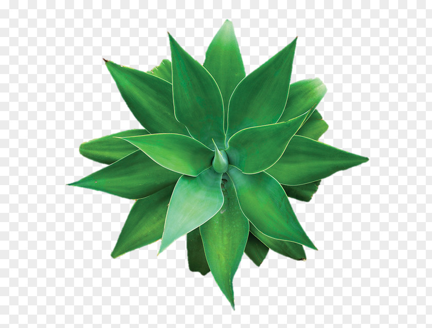Coconut Water Aloe Vera Agave Succulent Plant PNG