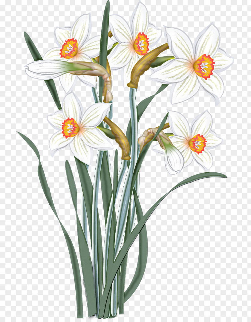 Flower Plant Narcissus Pedicel Petal PNG