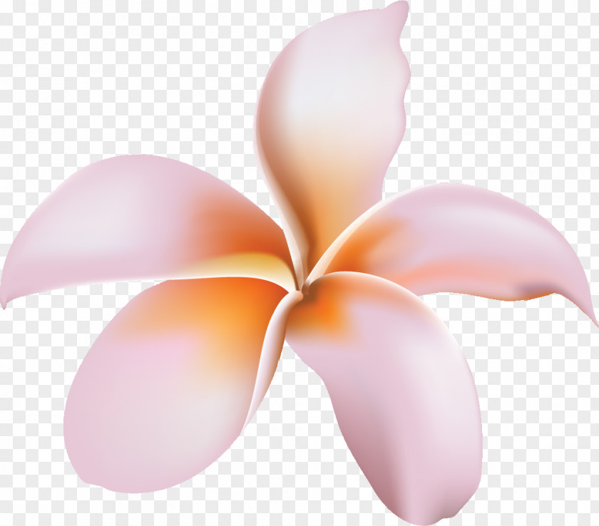 Frangipani Flower Petal PNG