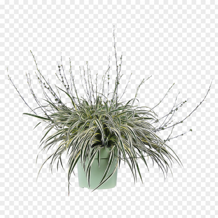 Grass Plant Flower Family Flowerpot PNG