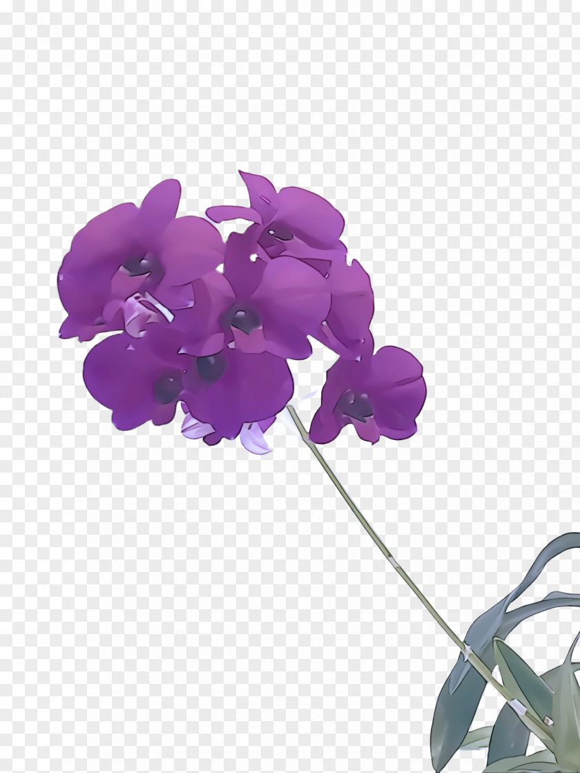 Orchid Sweet Pea Violet Flower Purple Petal Plant PNG