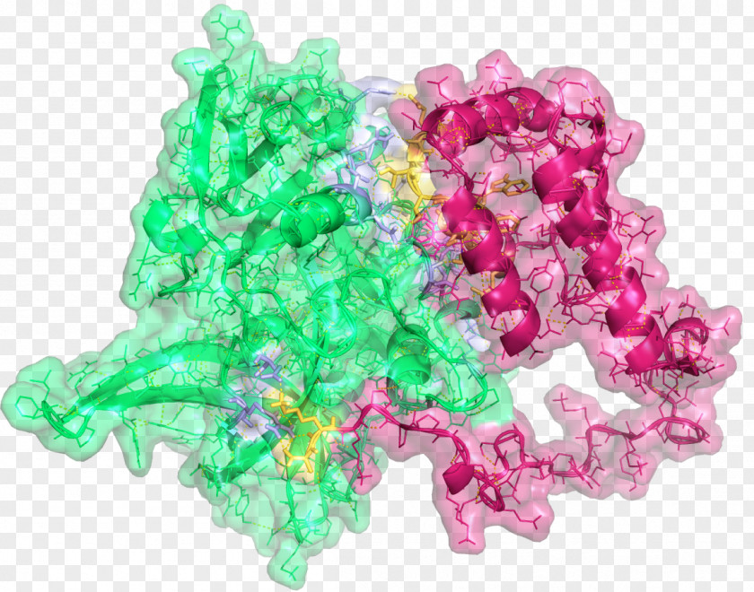 Pea PEA15 HtrA Serine Peptidase 2 Monomer Bead Gemstone PNG