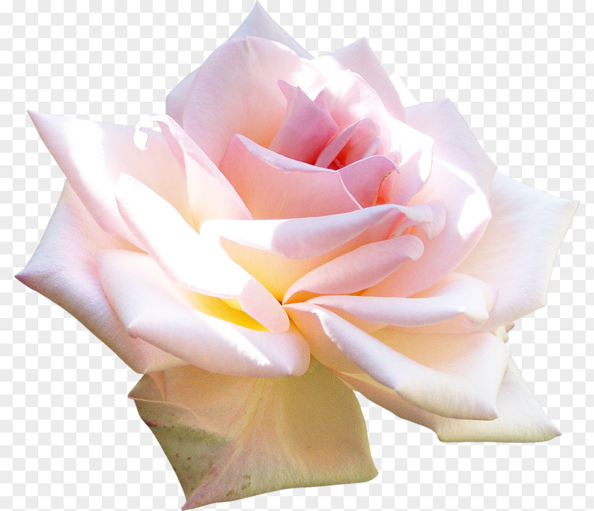 Rose Element Blog Flower Clip Art PNG