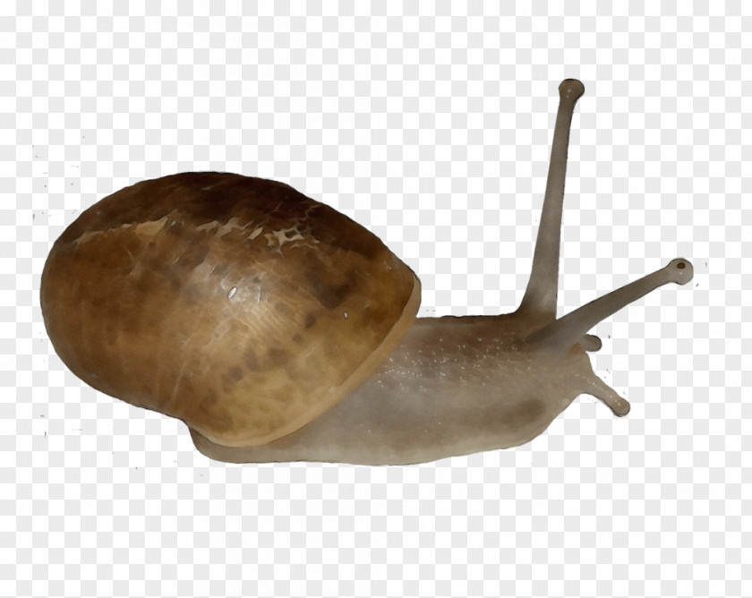 Slug Mollusca Snail Science Biology PNG
