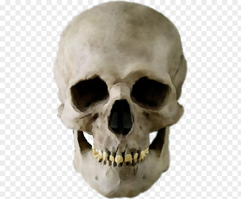 Snout Anthropology Bone Skull Skeleton Head Jaw PNG