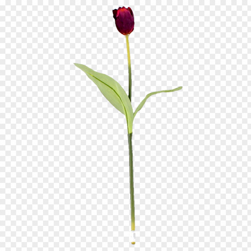 Tulip Cut Flowers Plant Stem Bud PNG