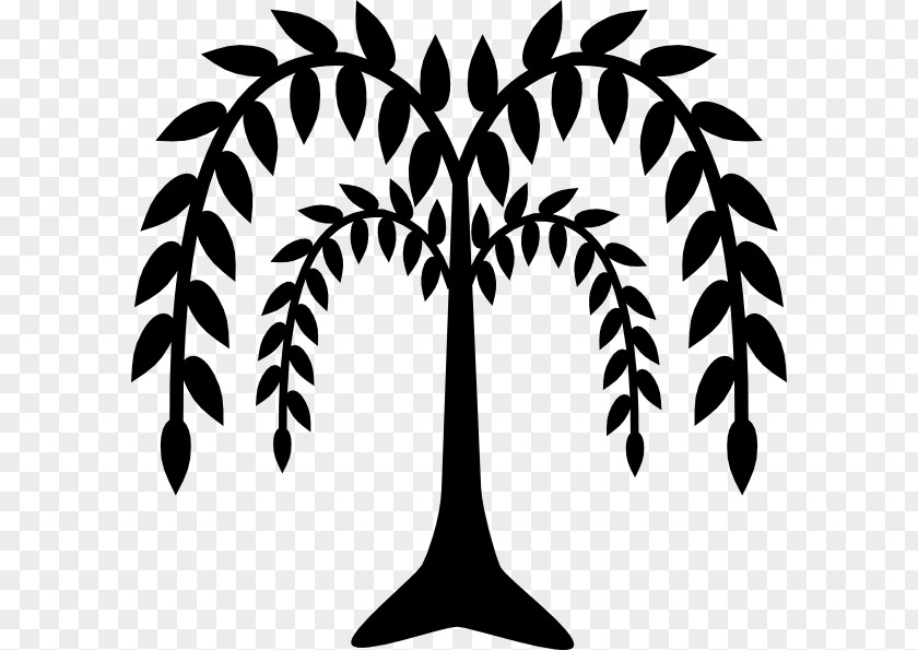 Willow Trees Weeping Tree Drawing Clip Art PNG