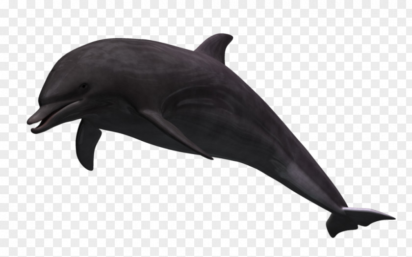 Animation Common Bottlenose Dolphin Wholphin 3D Computer Graphics Tucuxi Rendering PNG