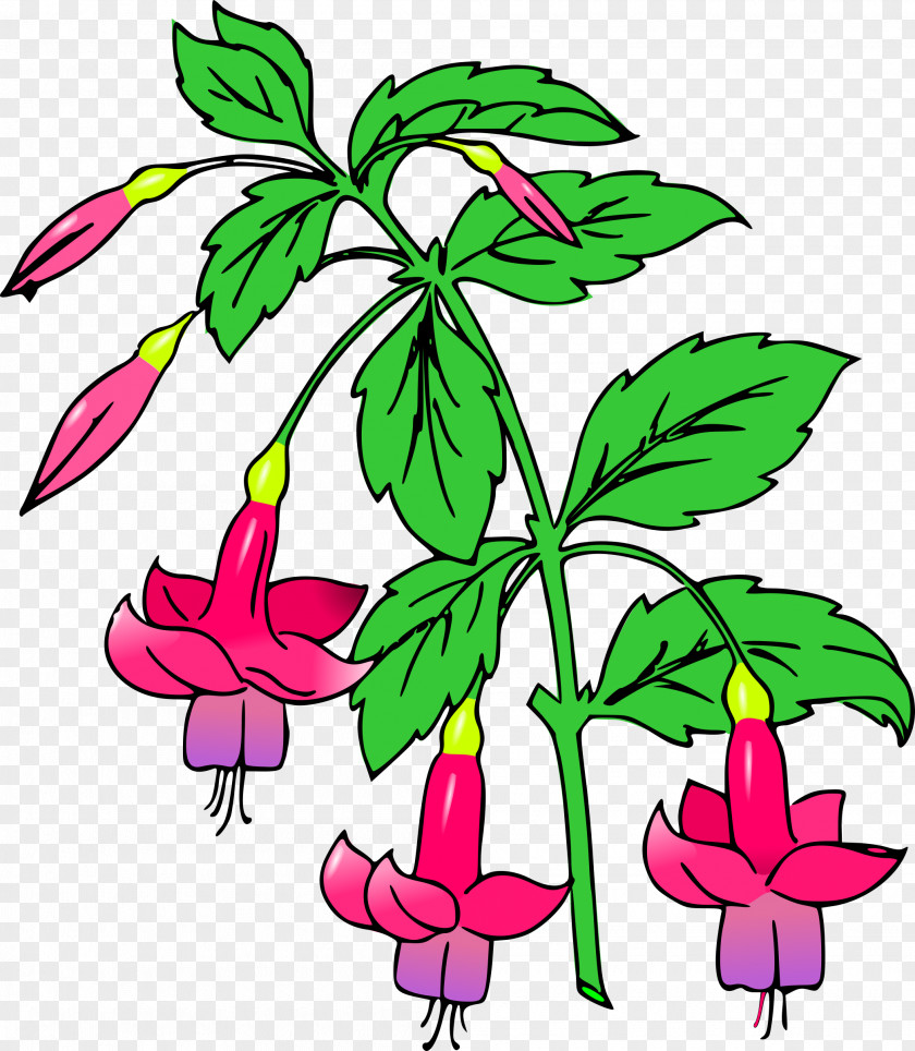 Fuchsia Flower Floral Design Clip Art PNG