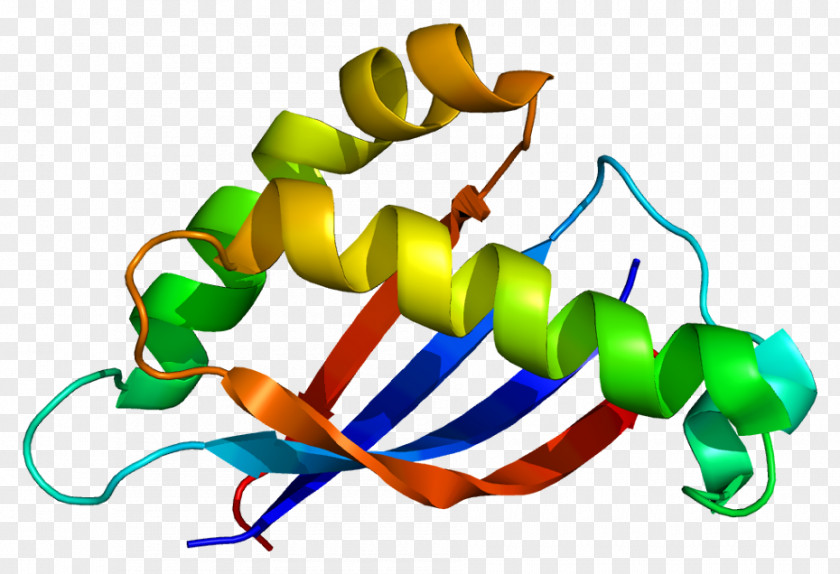 MUC1 Mucin Tumor Marker Glycoprotein PNG