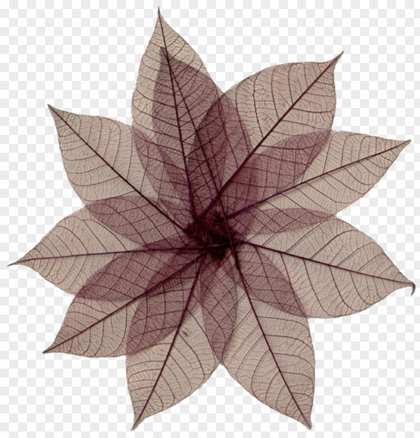 Skeleton Pressed Flower Craft Leaf PNG