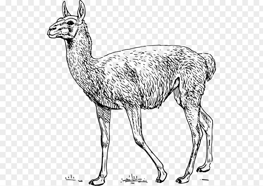 Creative Ostrich Guanaco Llama Alpaca Clip Art PNG