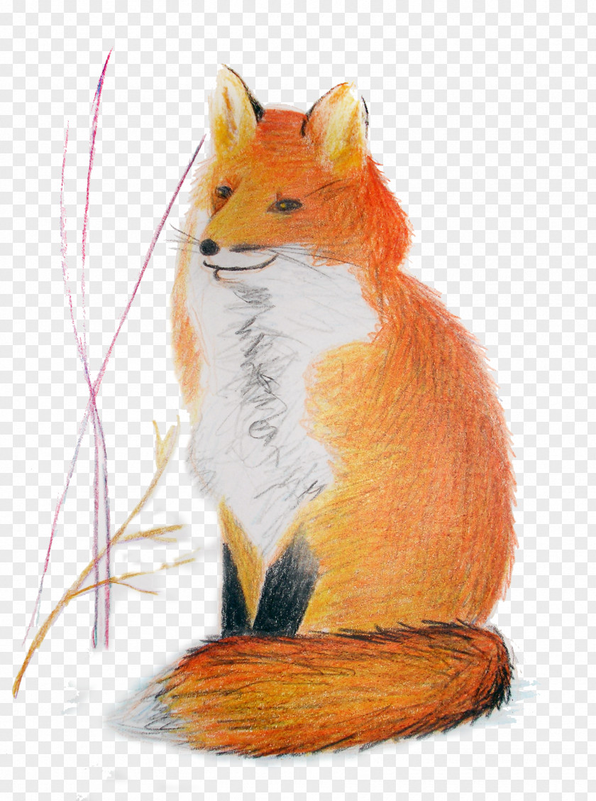 Fox Squirrel Red Mouse Whiskers News PNG