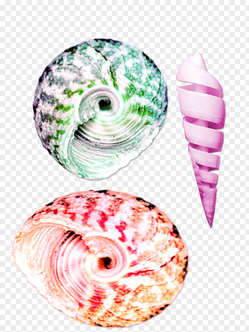 Small Beautiful Colorful Conch Seashell Color PNG